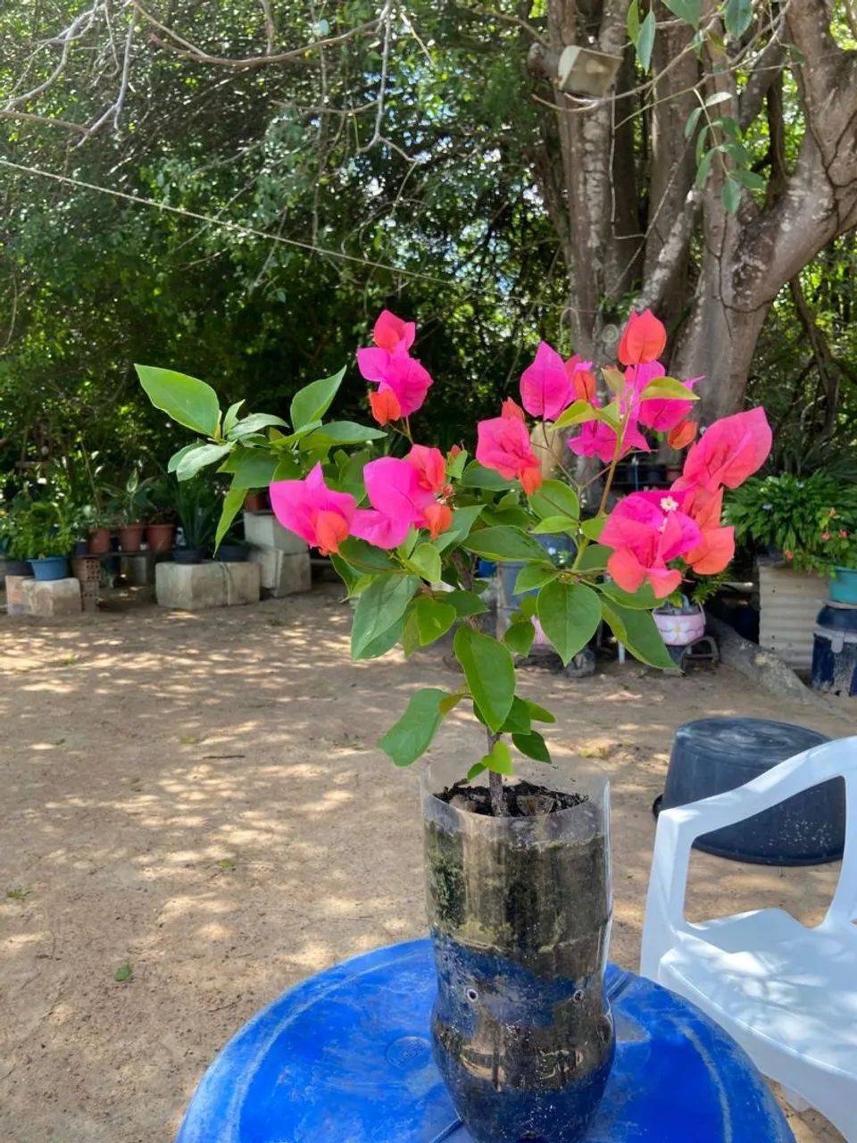 Plantas bougainvillea  - Foto 3