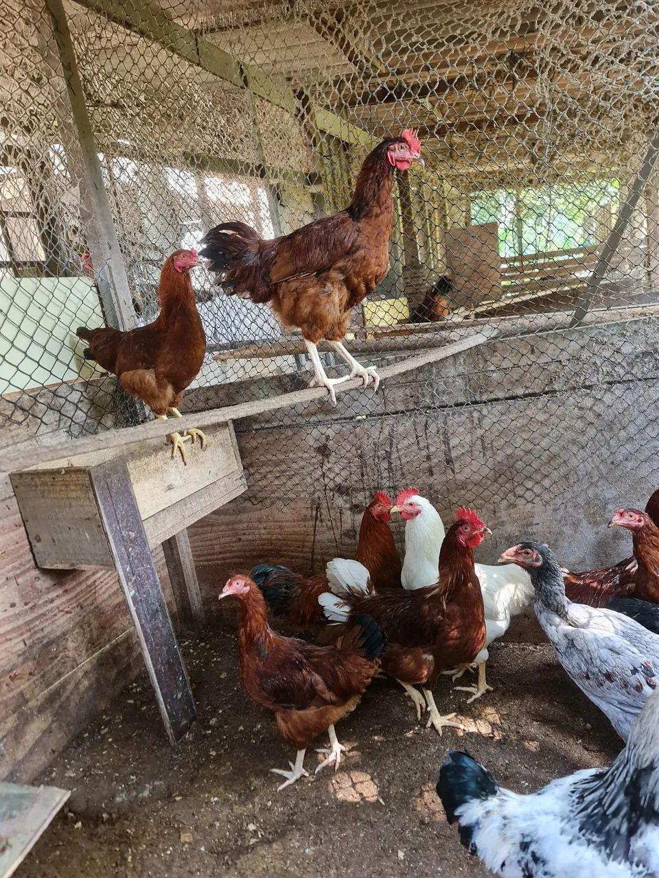 Galo rhodia ou Embrapa 51, 100.00. - Foto 5