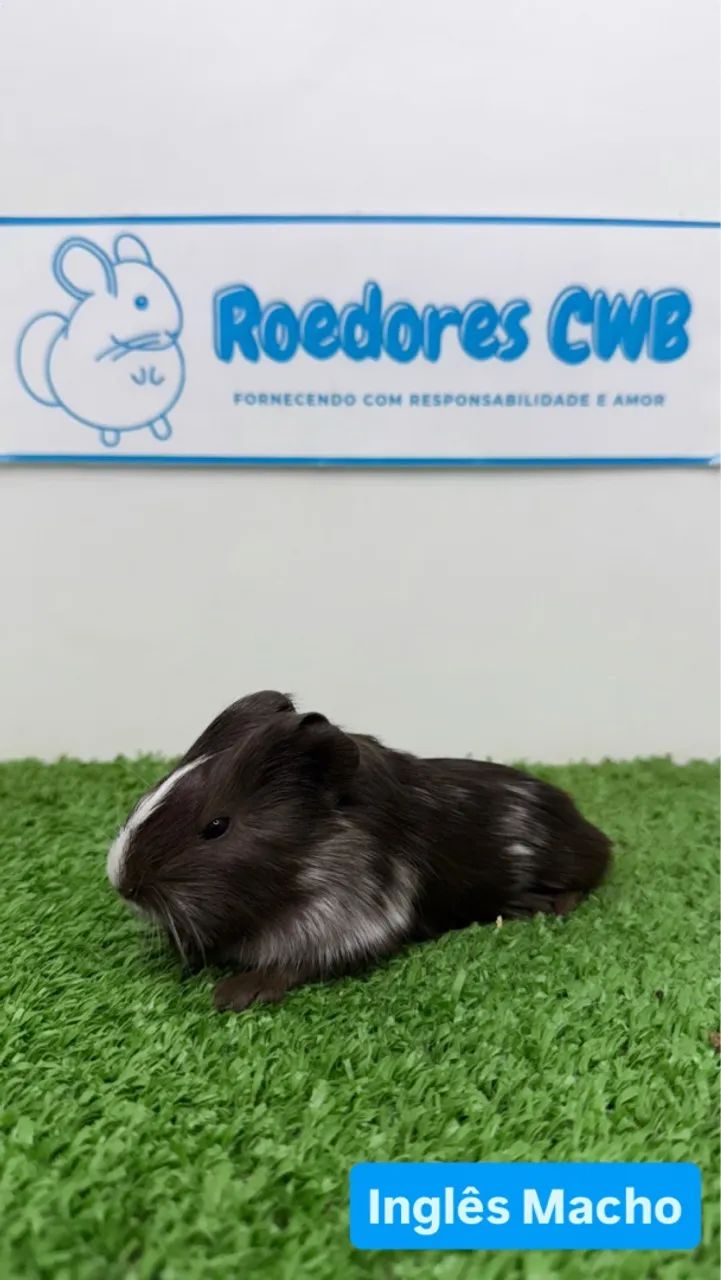 Porquinhos várias raças (Roedores CWB)  - Foto 4