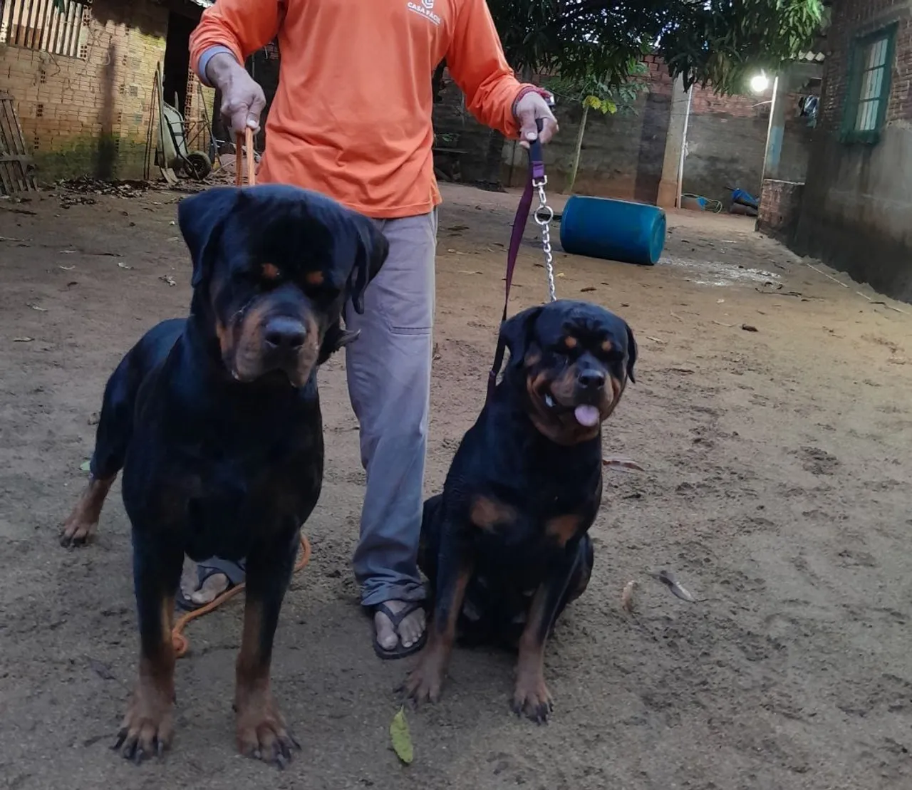 Rottweiler macho disponível p cruzamento 