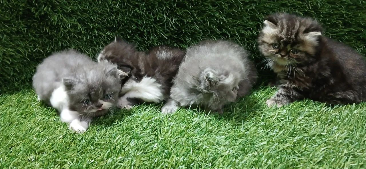 Persa filhote  - Foto 5