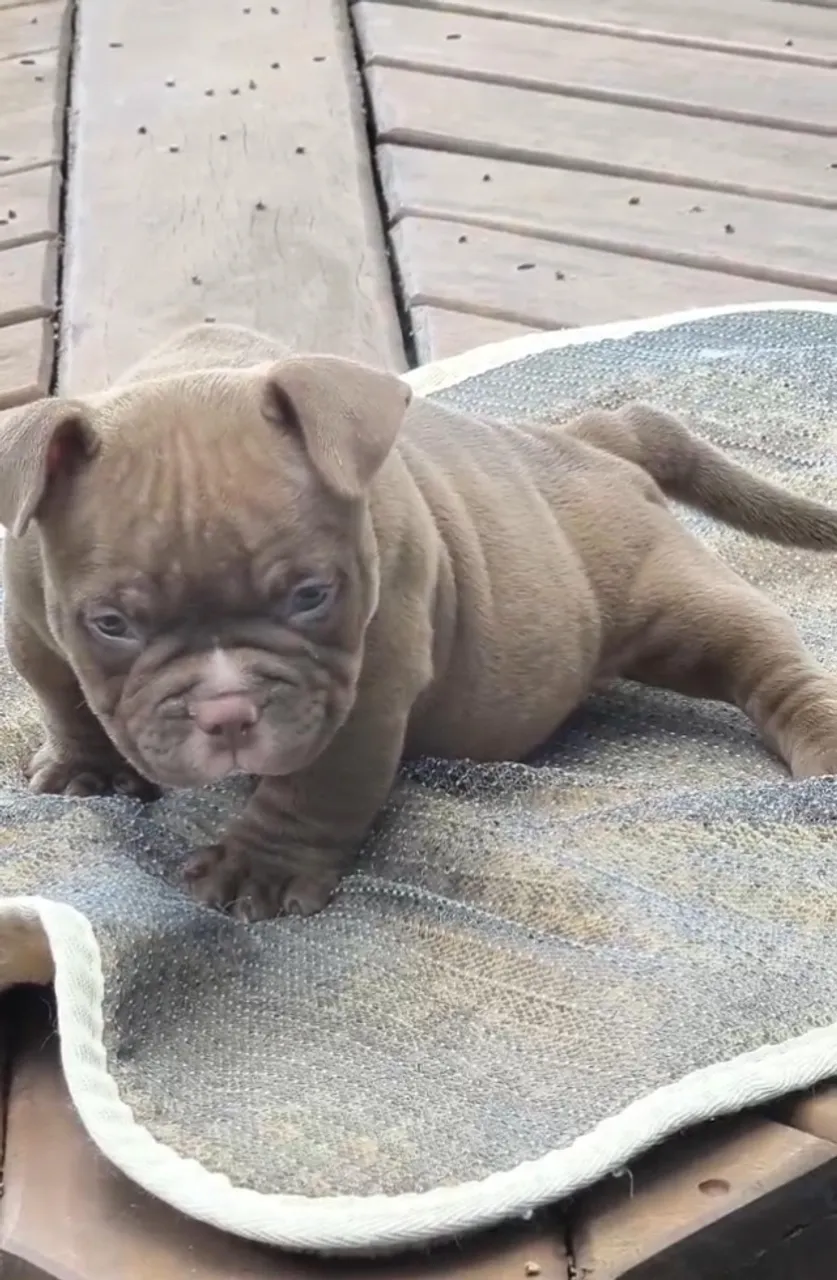 Genética Apurada em American Bully micro - Chame no WhatsApp para Saber Mais