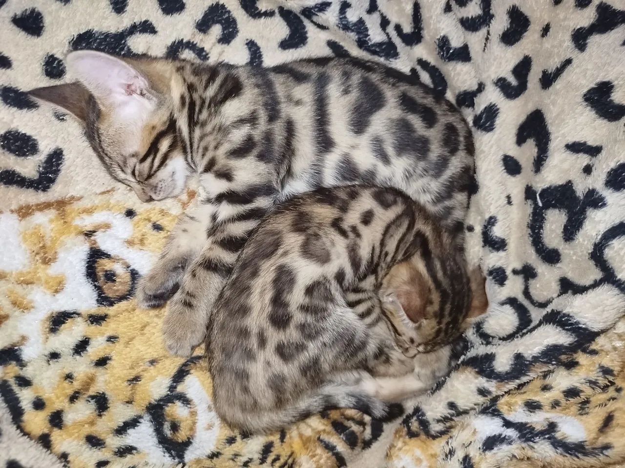  Filhotes Bengal Lindos - Foto 2