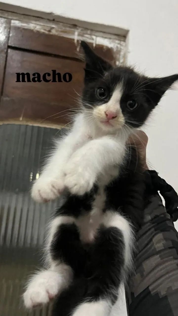 Gatos pra doação  - Foto 2