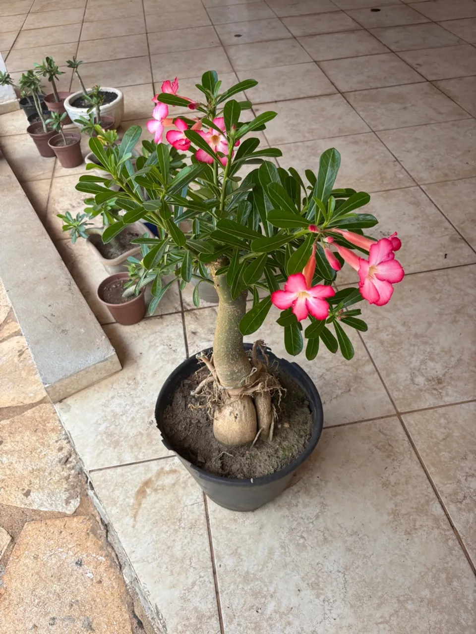 Rosa do Deserto Adulta 4 anos