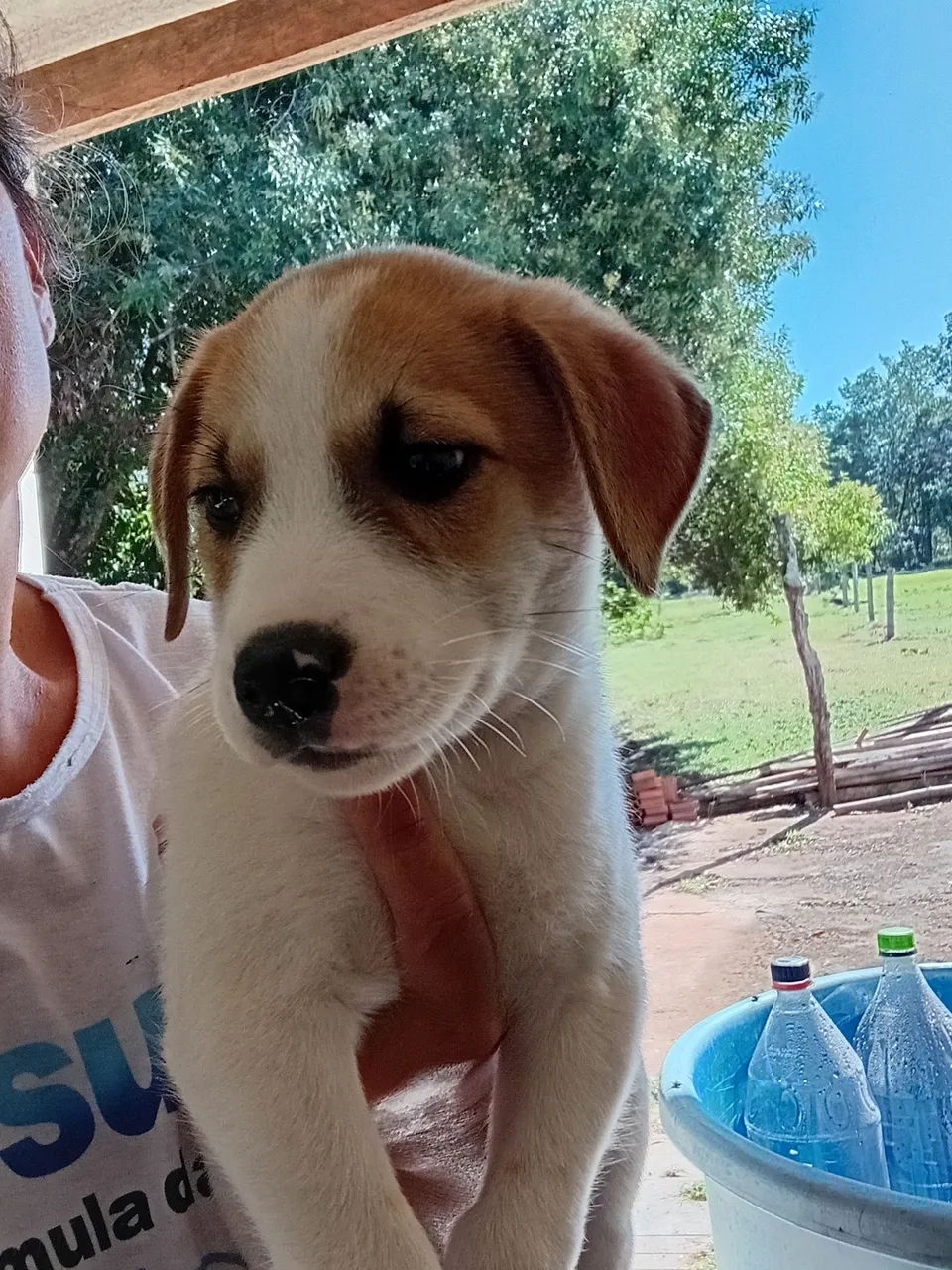 Filhote de cachorro fofo para adoção