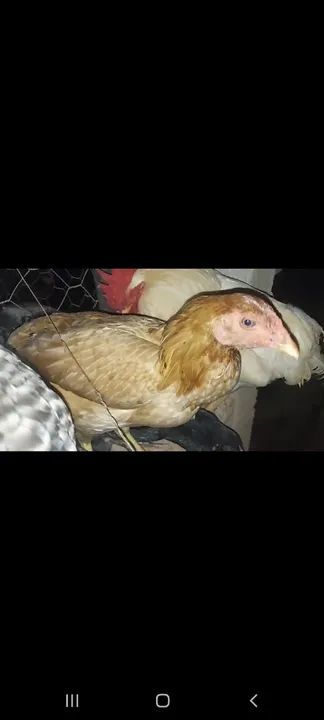 Frangas Caipira próximo a postura  - Foto 4