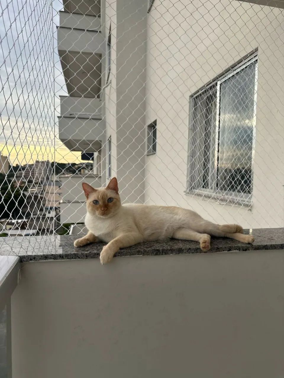 Rede de proteção para pets 