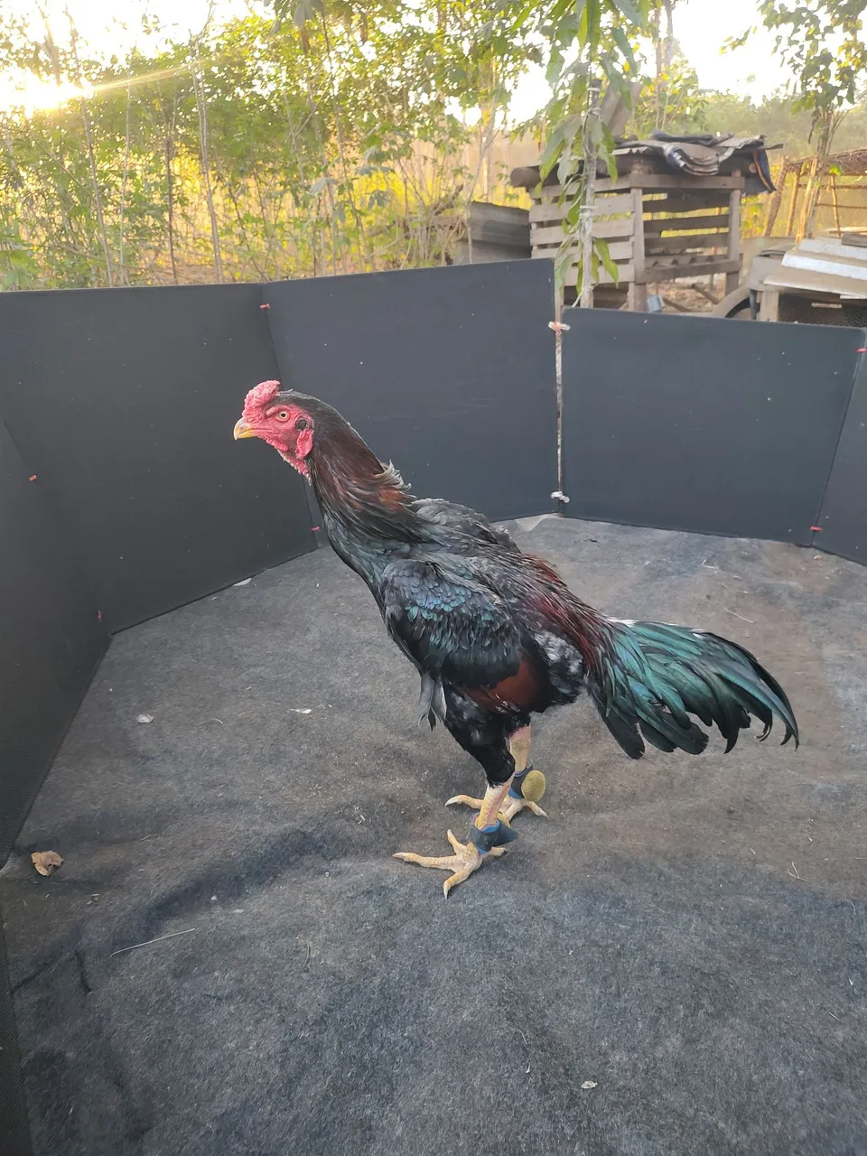 Galo de raça para agropecuária