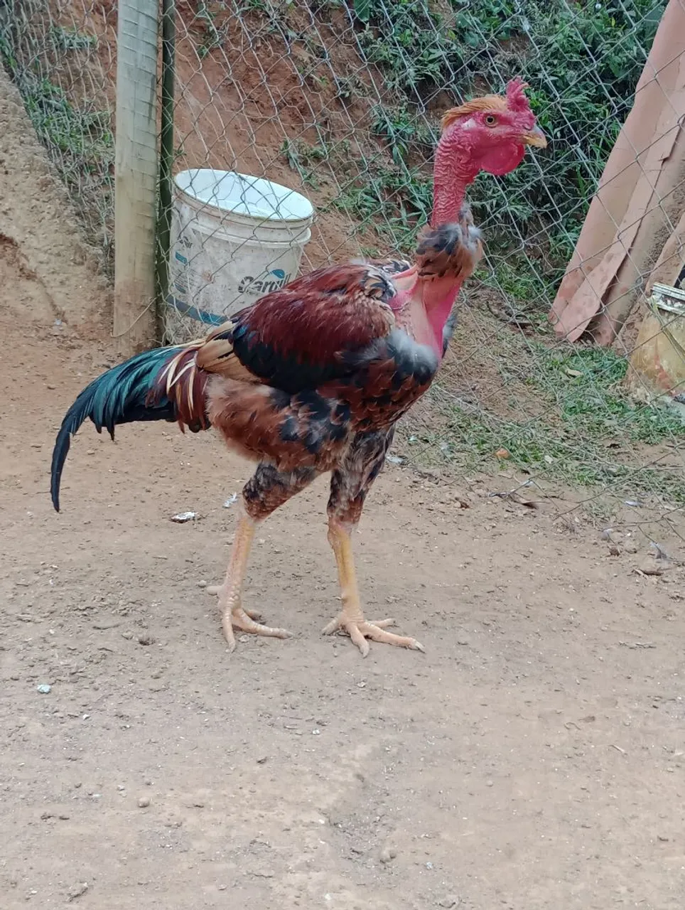 Frango Pescoço Pelado para reprodução