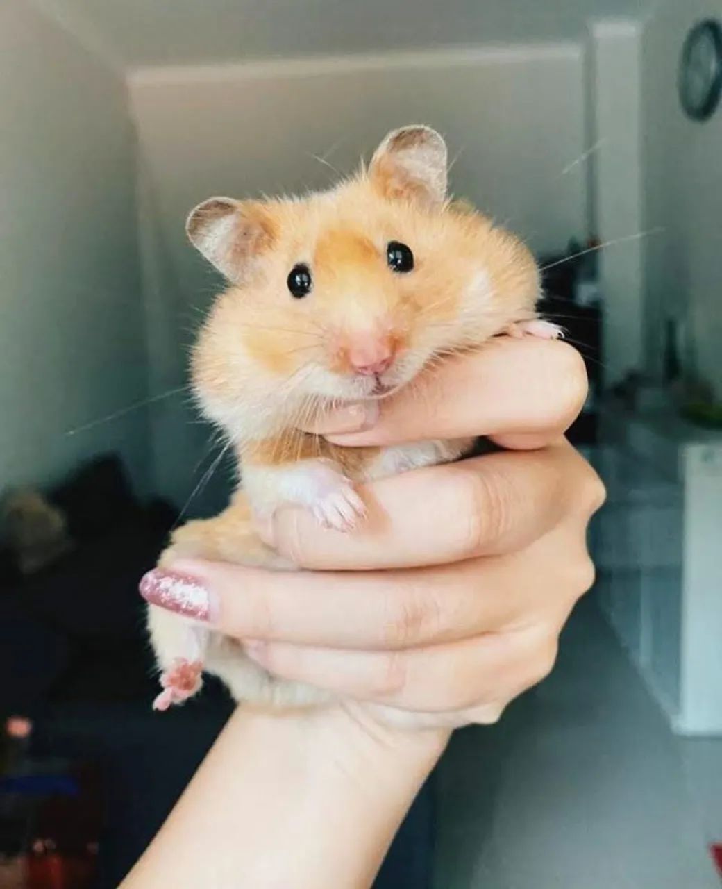 hamster sirio e sirio angora - Foto 2