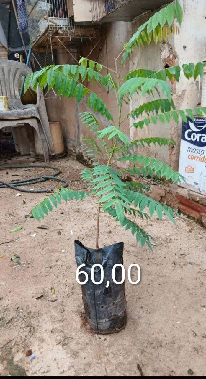 Mudas de limão biri biri  - Foto 3