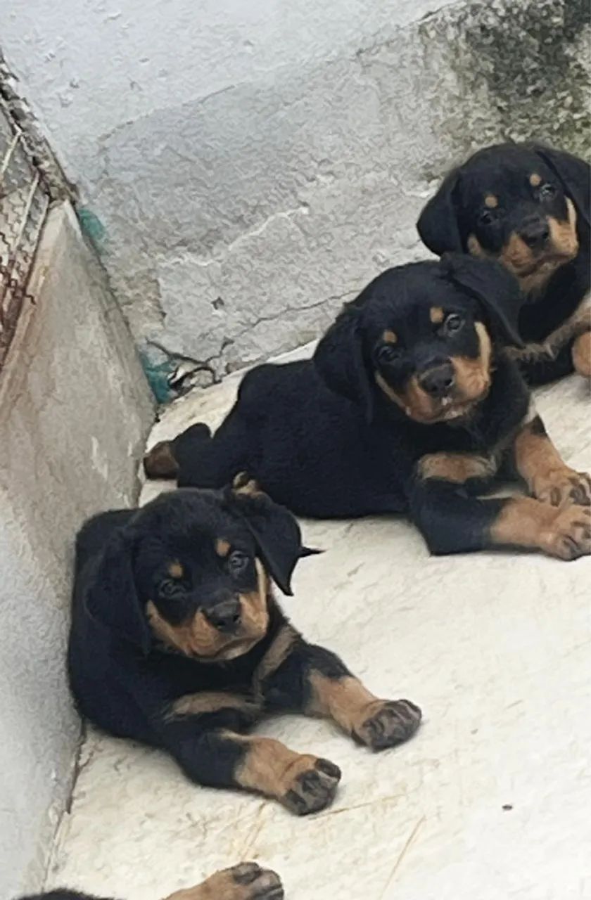 Filhotes Rottweiler cabeça de touro 