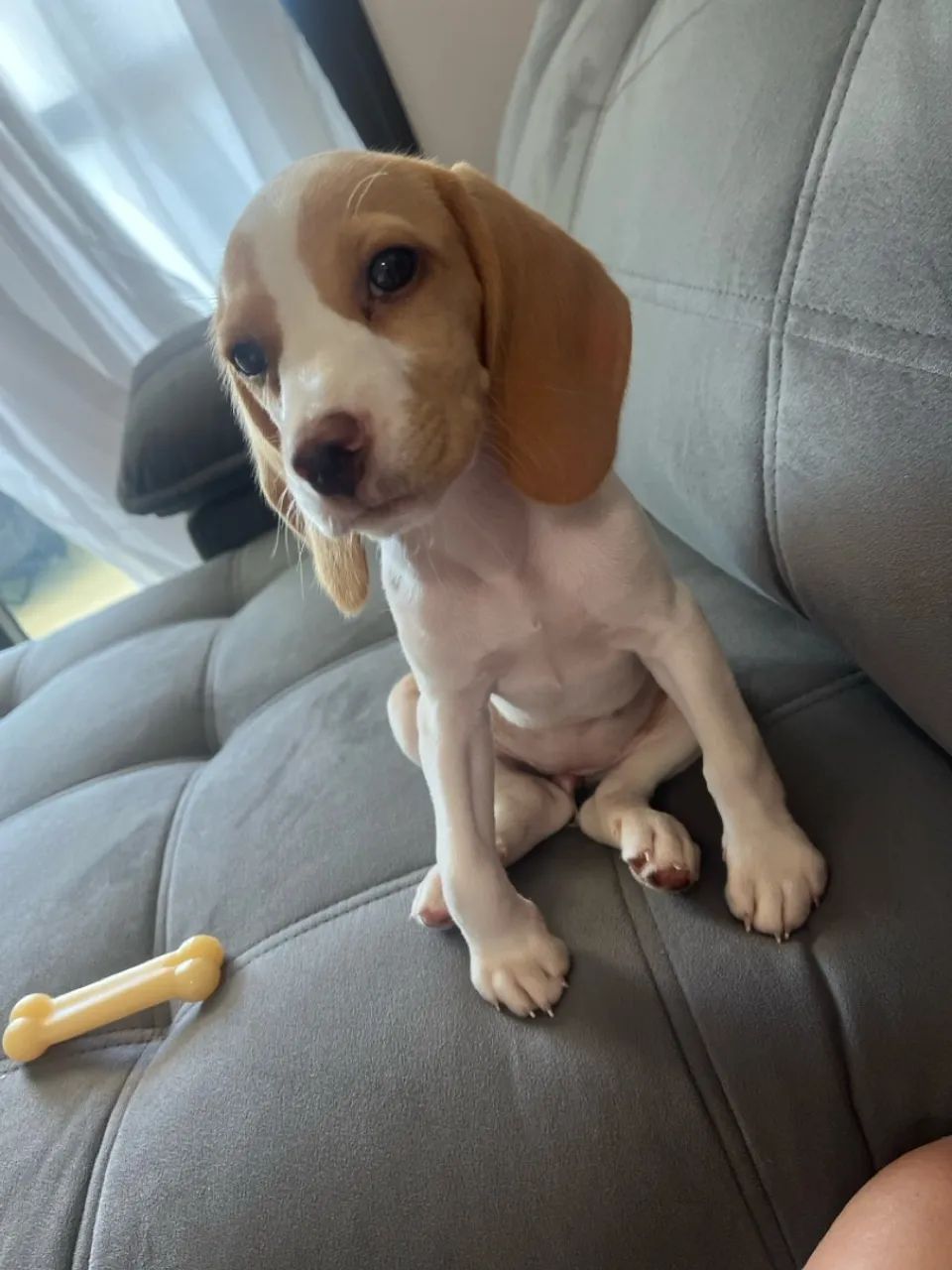 Filhote Beagle lindo e carinhoso