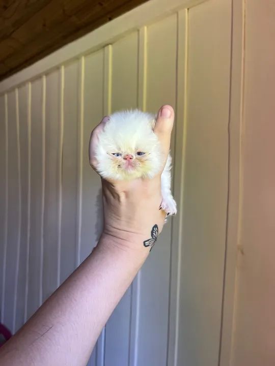 Filhote PERSA branco 