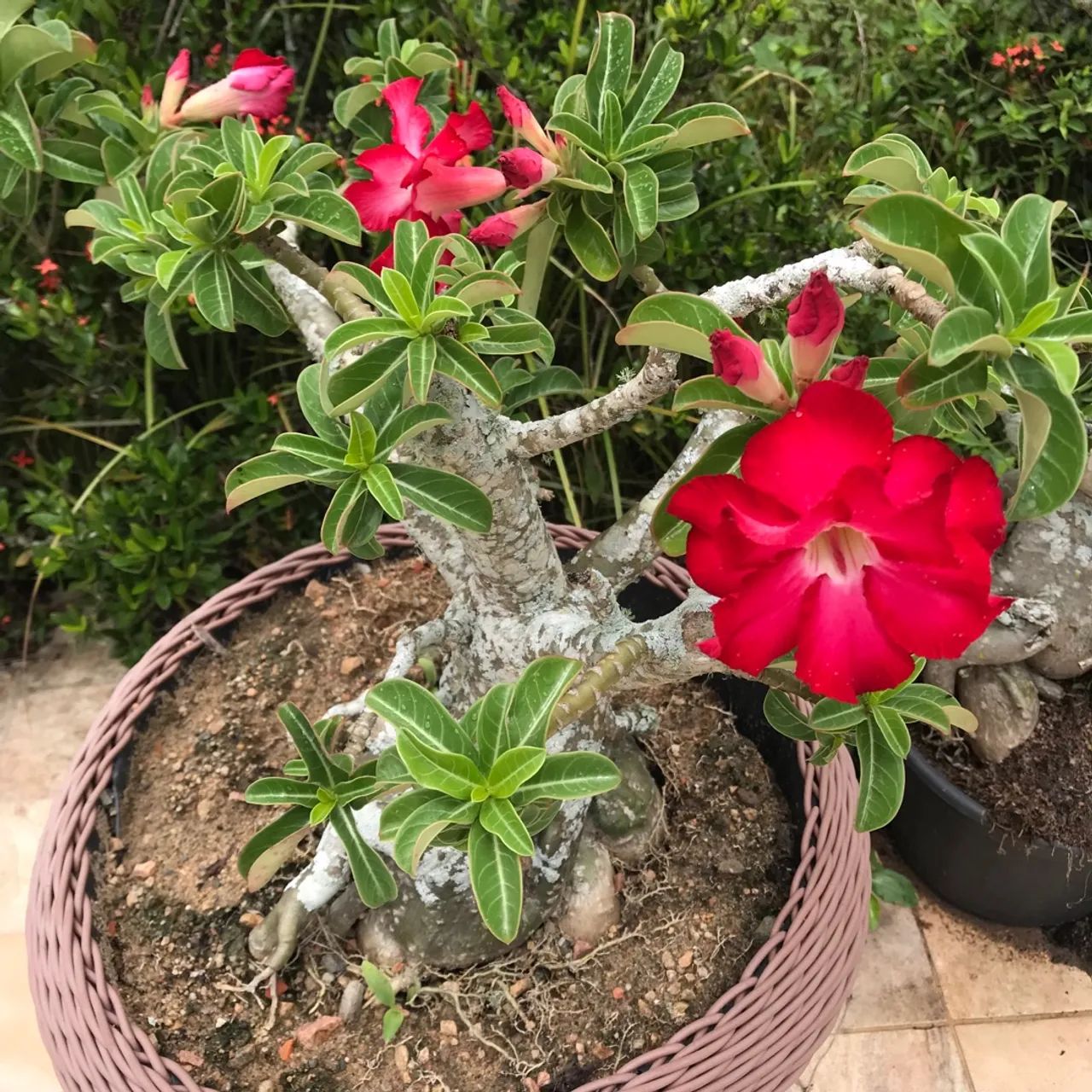 Rosas do deserto e Suculentas ? - Foto 3