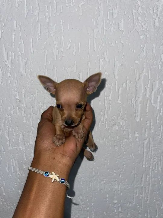 Pinscher zerinho filhotes bem pequenos  - Foto 2