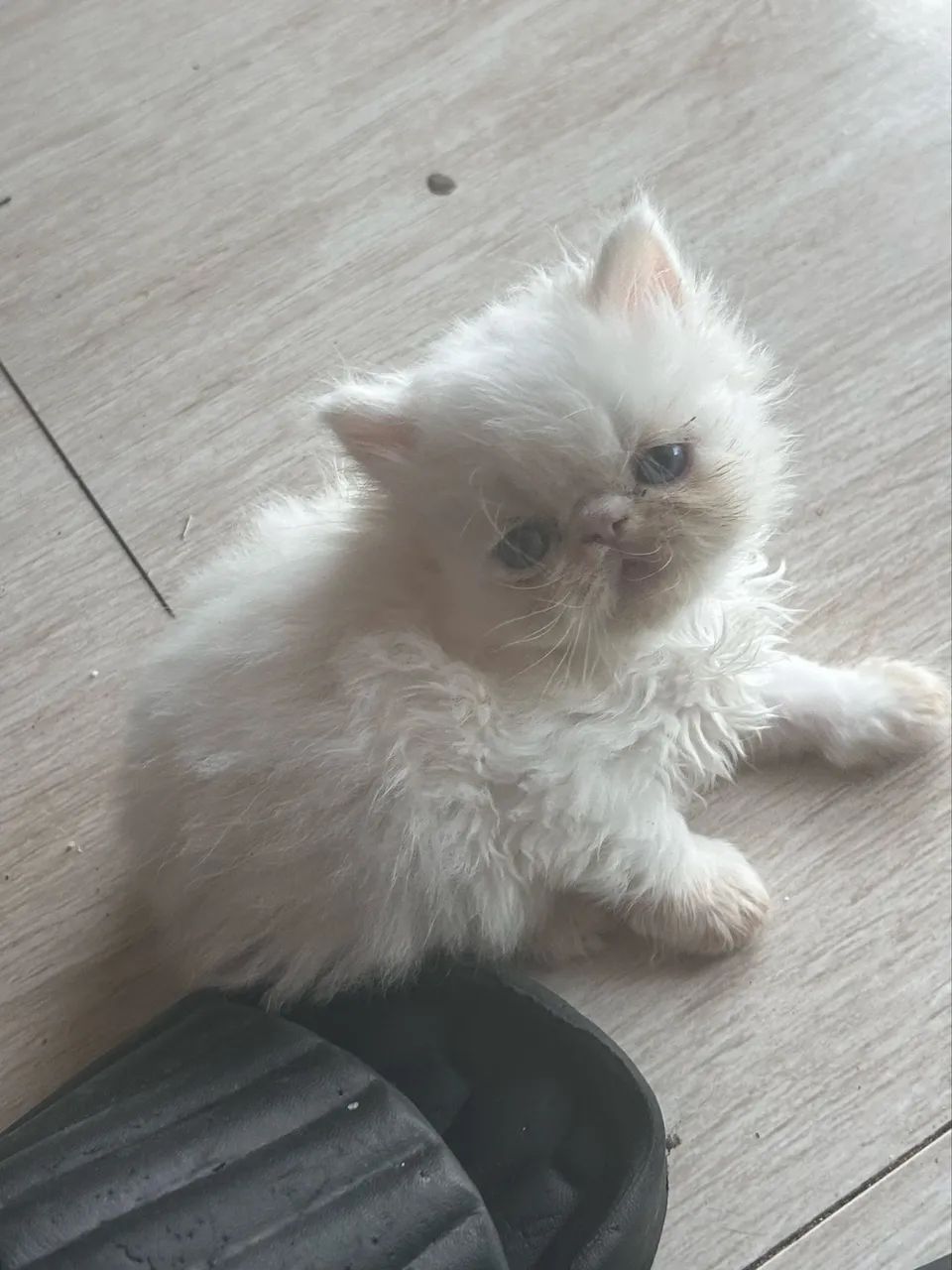 Filhotes de gatinho persa - Foto 5