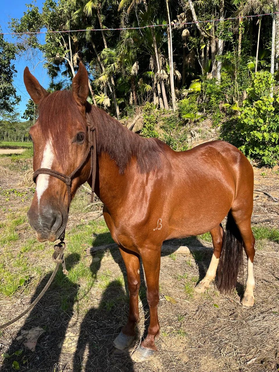 Cavalo mangalarga marchador  - Foto 5