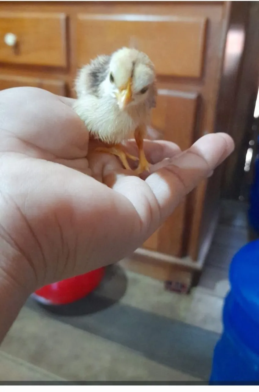  Pintinho de garnize 