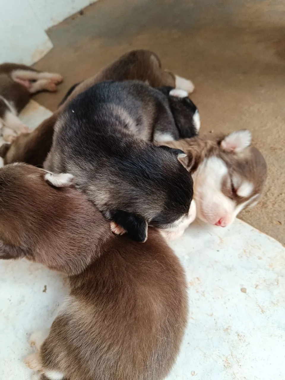 Filhotes Husky Siberiano