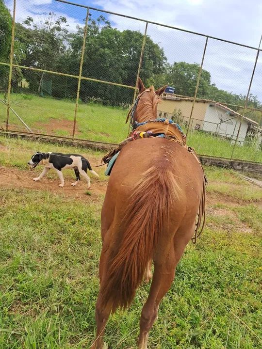 Cavalo de lida  - Foto 3