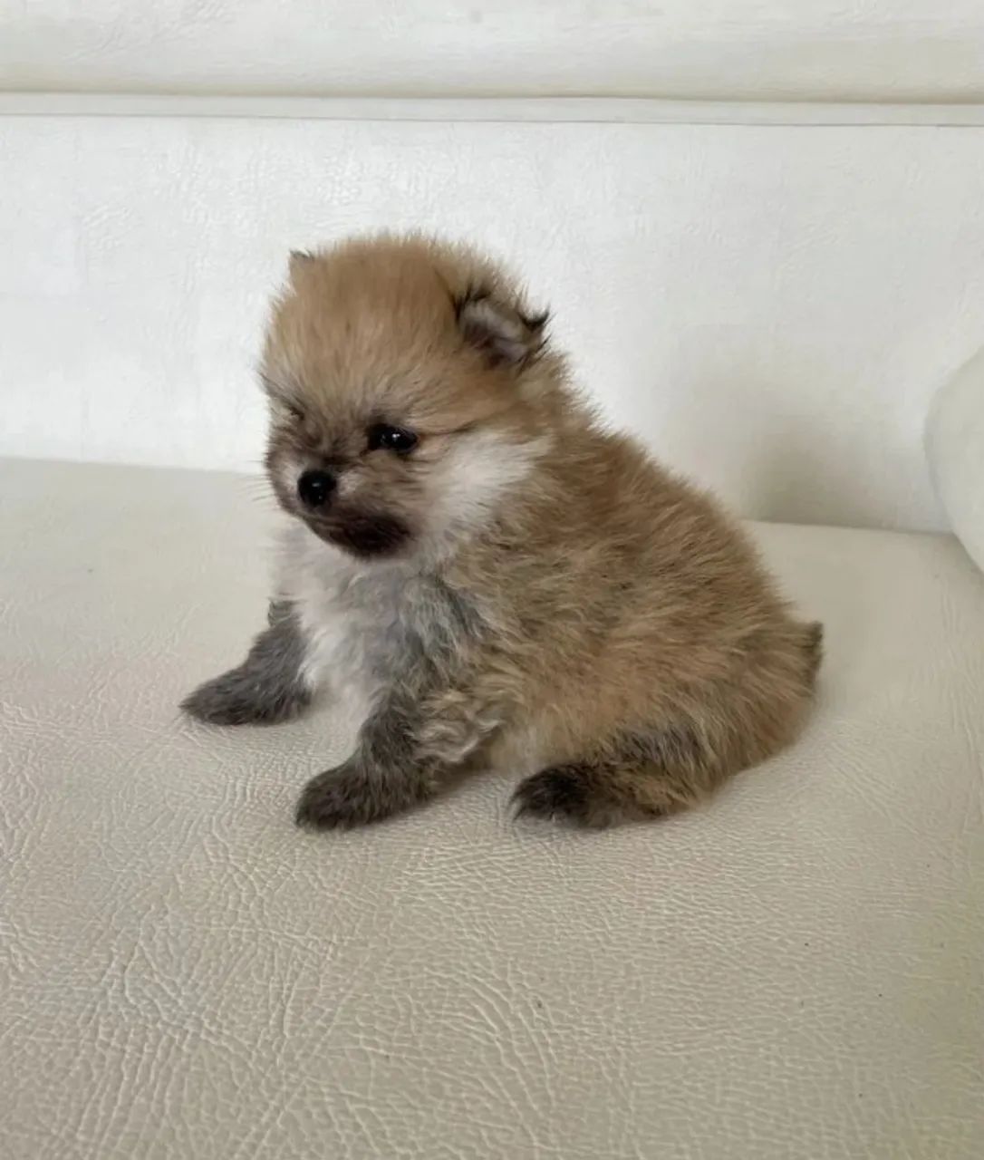 Spitz Alemão anão- Filhotes de raça Premium com documentação completa!! - Foto 4