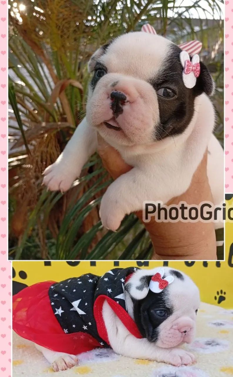 Filhotes de Bulldog Francês - Foto 4