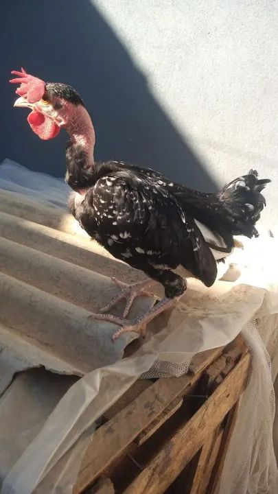 Ganize polaco mod let  - Foto 3