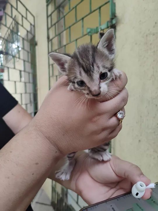 Gatinhos machos para Adoção Responsável  - Foto 4