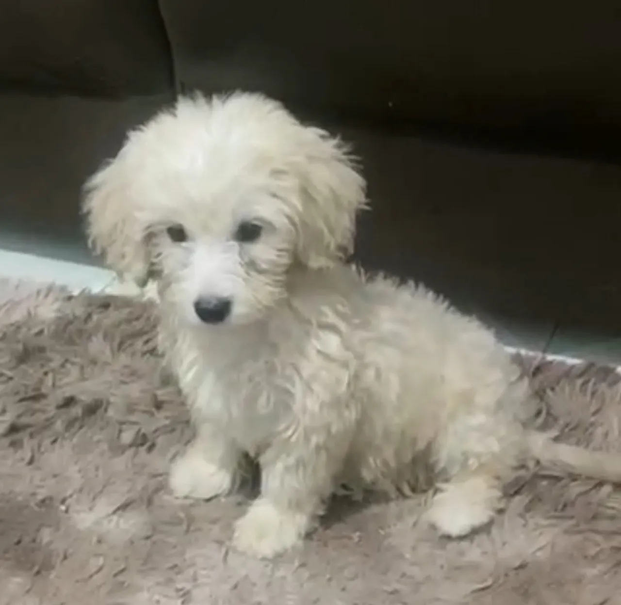 Poodle toy (já vermifugado) 