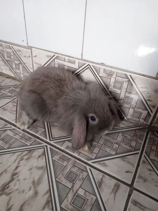 Filhotes coelho raça lion - Foto 3