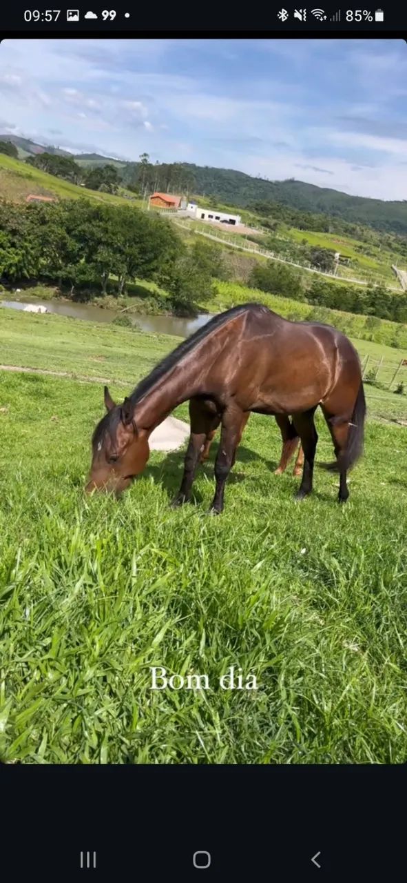 Potro QM Puro de Origem! 2 anos  - Foto 2