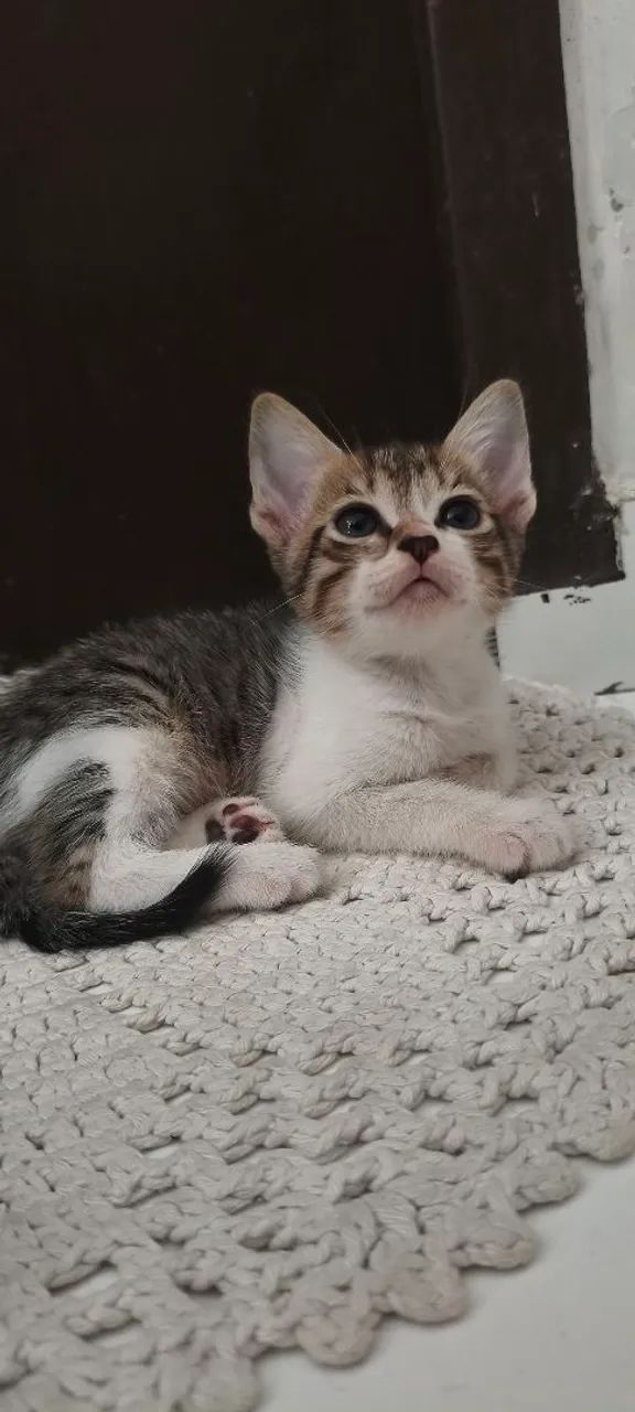 Gatinho filhote para adoção - Foto 4