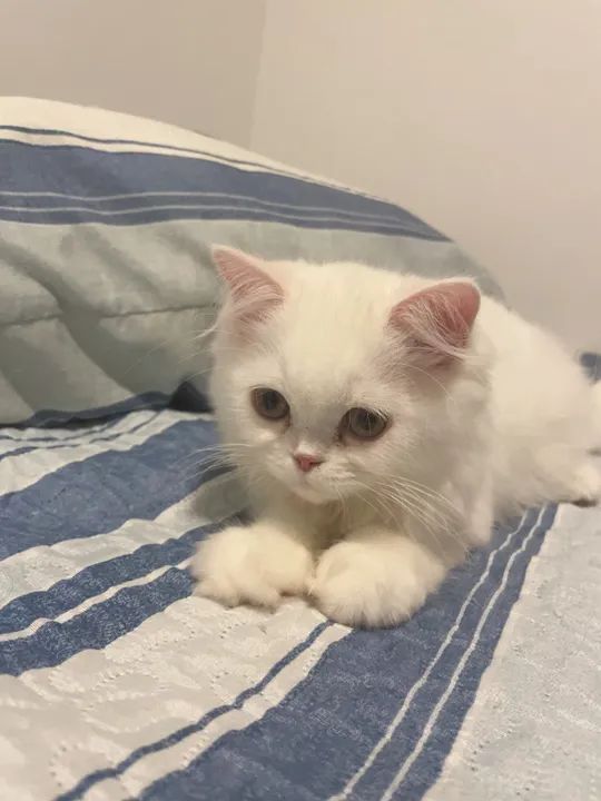 Gatinha Persa Branco - Fêmea  - Foto 3
