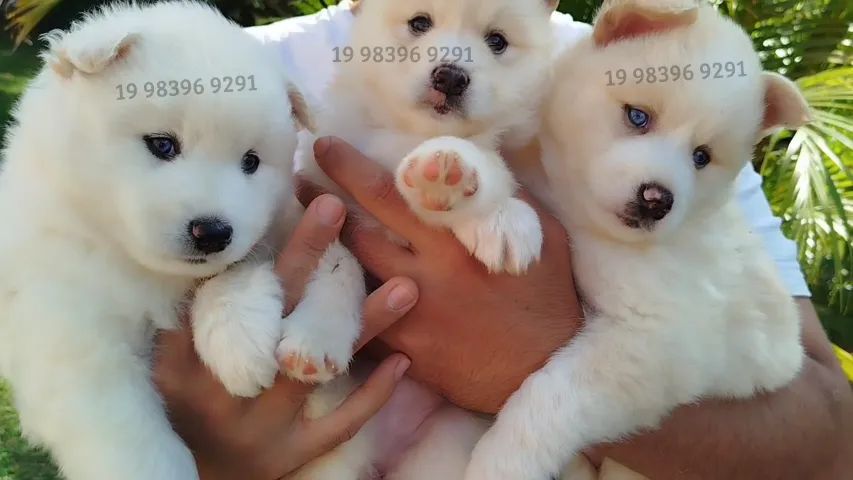 Mini Huskys disponiveis - Mistura de Husky Siberiano com Lulu da Pomerania - Foto 4