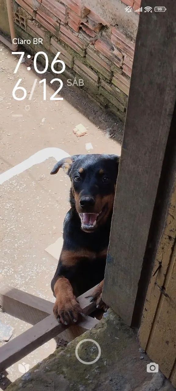 Procuro namorada para meu cachorro - Foto 2