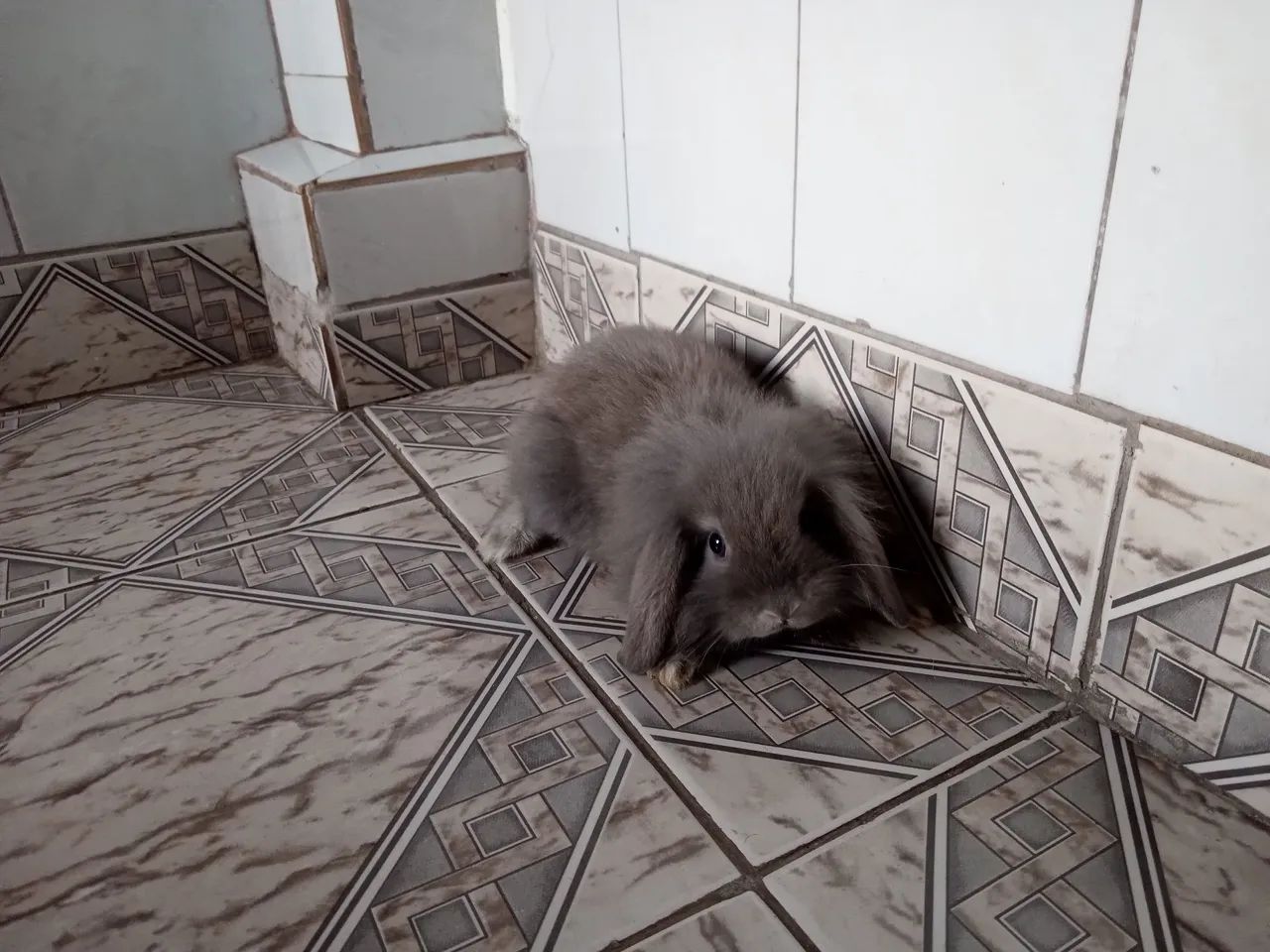 Filhotes coelho raça lion - Foto 4