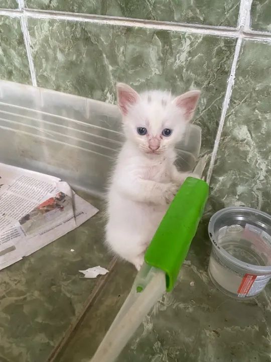 Doação de gatos - Foto 3