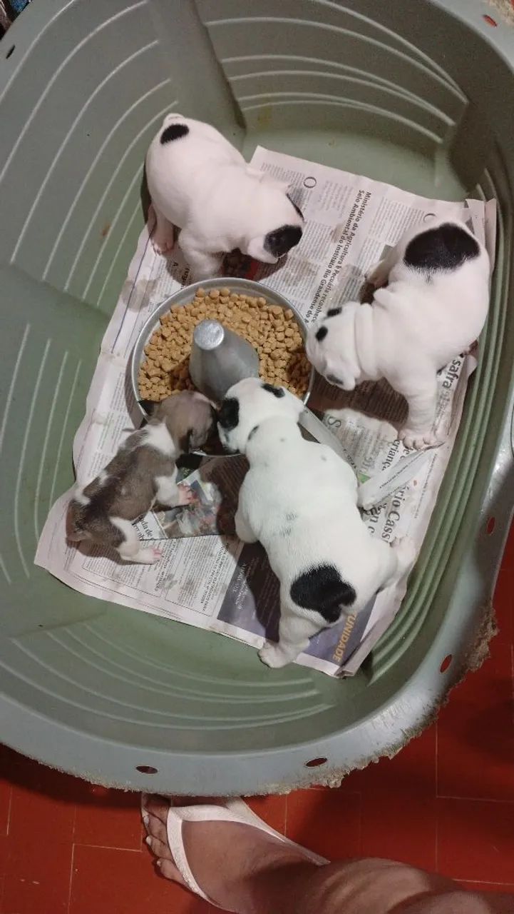 Filhotes de Bulldog Francês - Foto 2