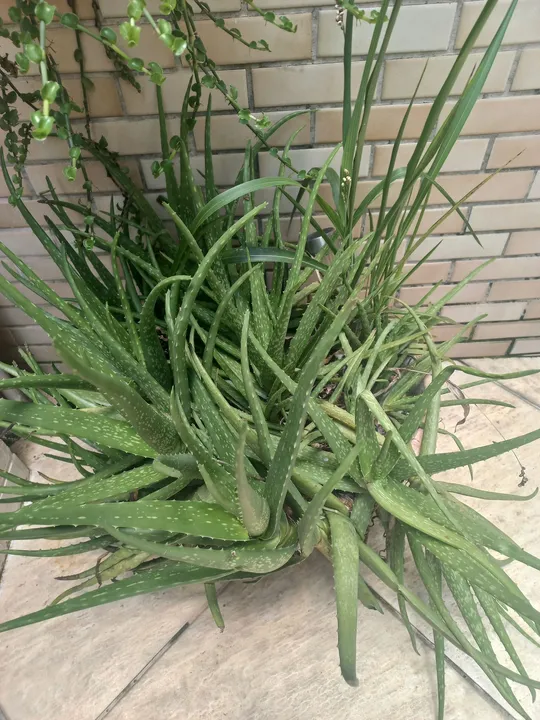 Planta Aloe Vera - Adulta e Saudável