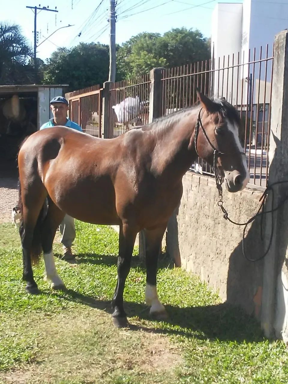 Cavalo Crioulo  - Foto 2