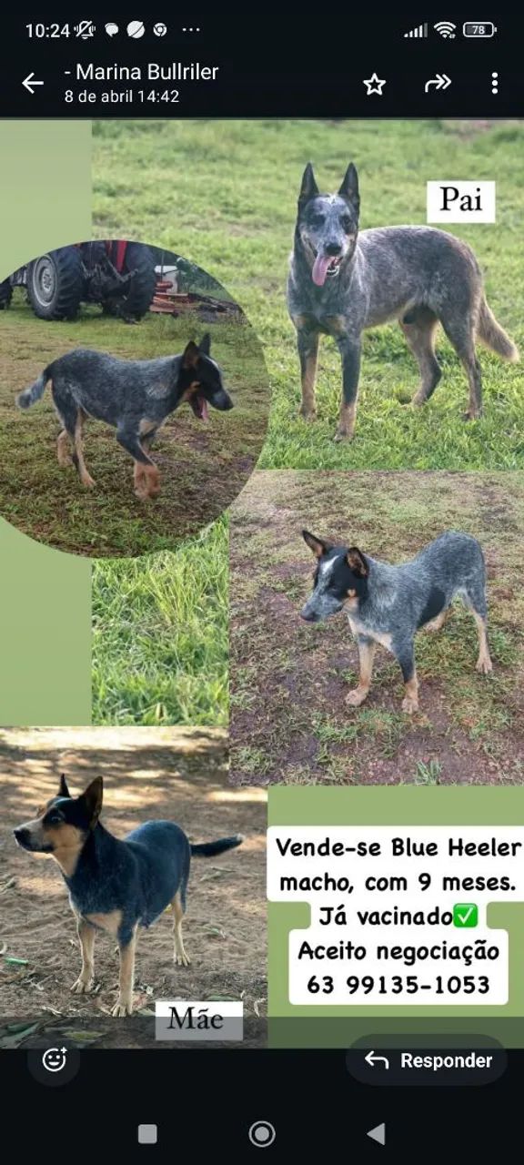 Filhote Blue Heeler Macho