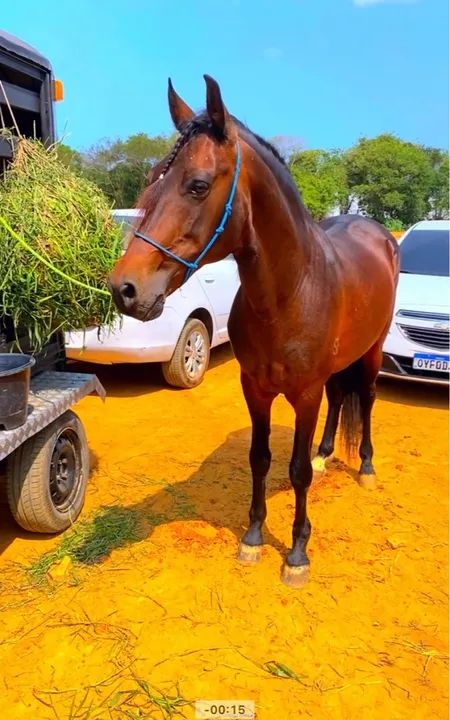 MANGALARGA MARCHADOR REGISTRADO 