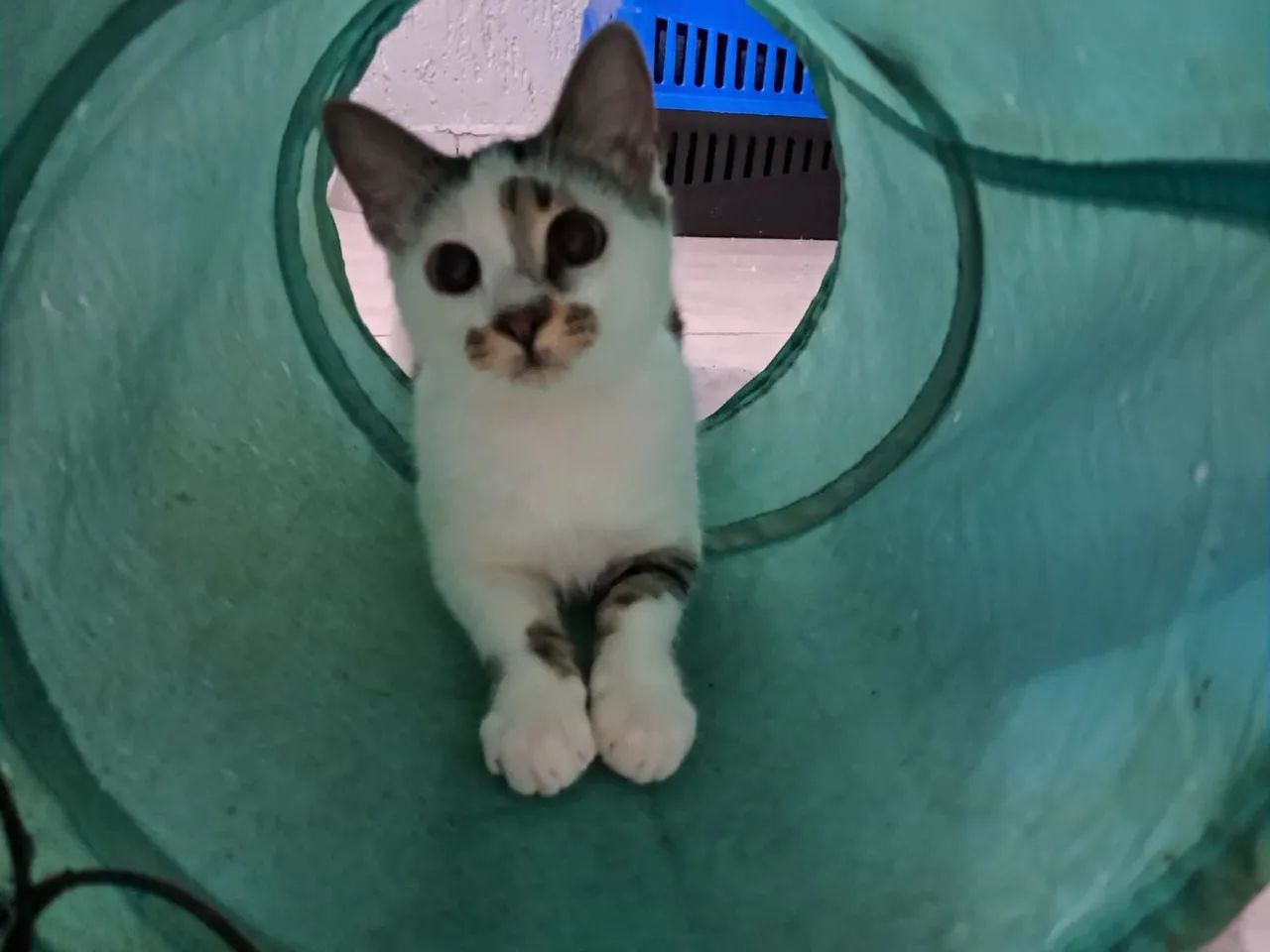 Gatinhos pra adoção (gato)