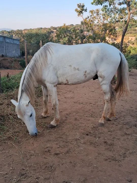 Cavalo branco para venda