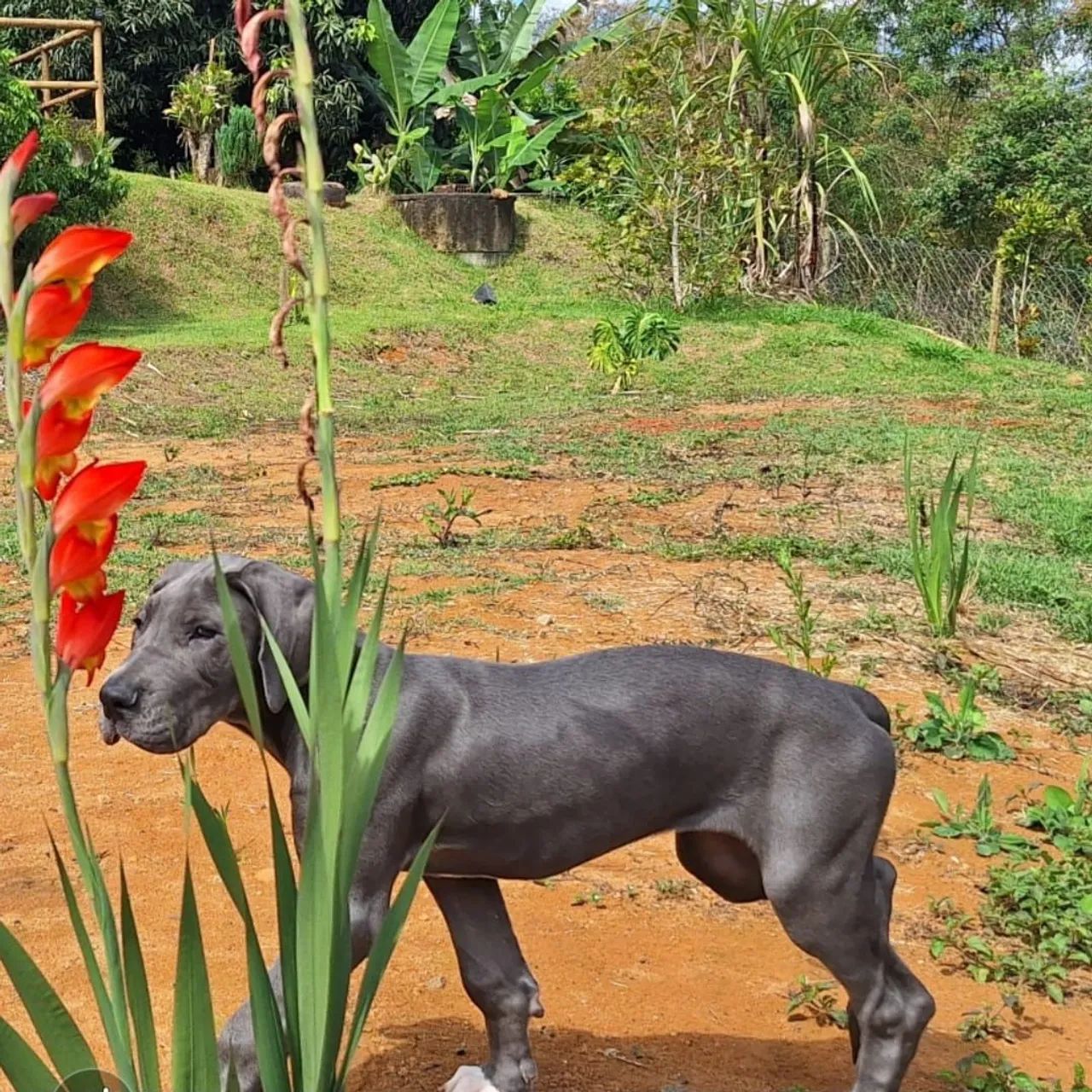 Filhote Dogue Alemão Fêmea Blue 