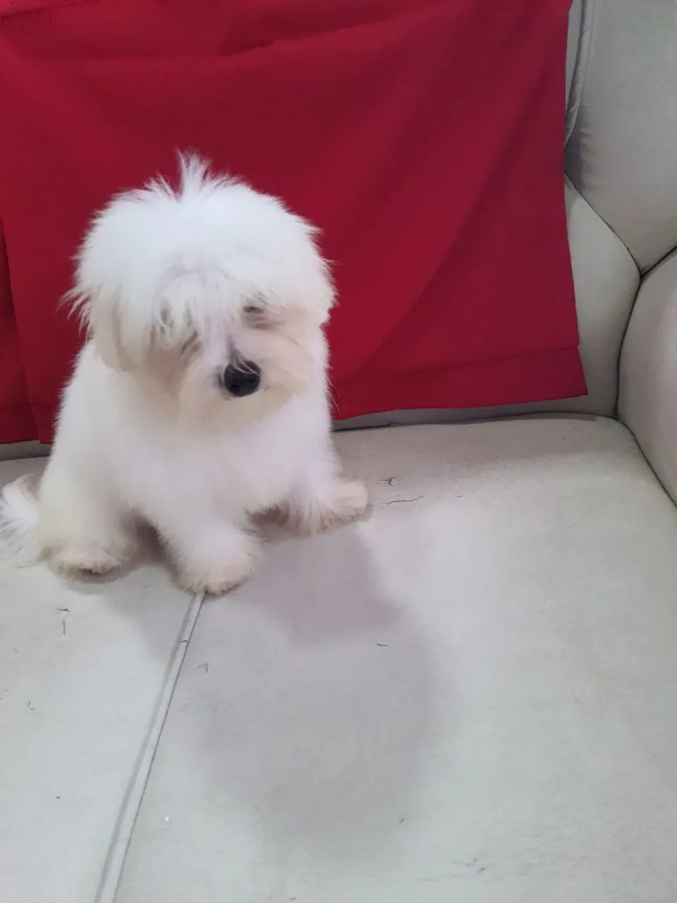 Maltês Fofo