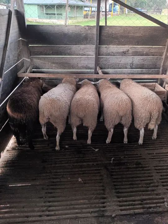 Ovelhas borregos a venda