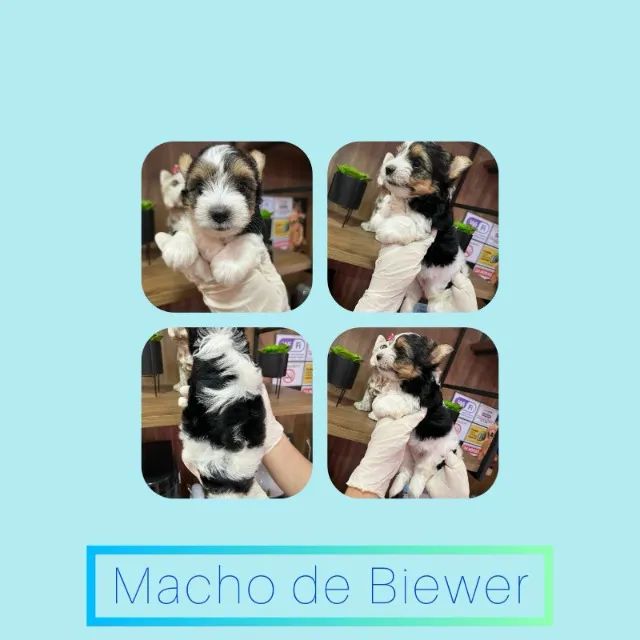 York Colorido Anão - O filhote ideal para quem ama exclusividade!